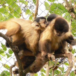 Kapuziner Affen - Zoo Hof in der ErlebnisRegion Fichtelgebirge